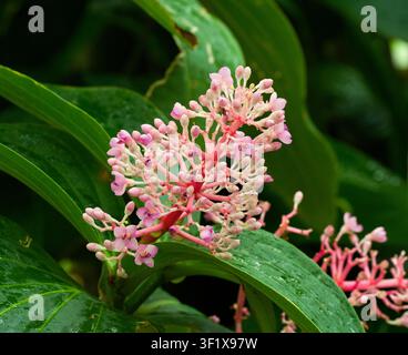 Nahaufnahme der leuchtend pinkfarbenen Blütenknospen der Medinilla speciosa Stockfoto