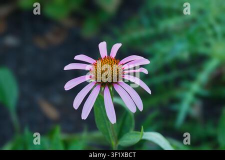 Blassen lila Echinacea (Echinacea Pallida) Stockfoto