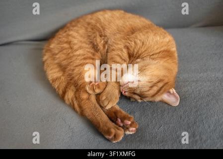 Gemütliche Ingwerkatze, die sich zu einem engen Ball zusammengerollt hat und tief auf einem grauen Sofa schläft, süßes Haustier, das zu Hause döst. Konzept von Liebe und Vertrauen von Haustieren. Stockfoto