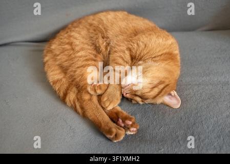 Gemütliche Ingwerkatze, die sich zu einem engen Ball zusammengerollt hat und tief auf einem grauen Sofa schläft, süßes Haustier, das zu Hause döst. Konzept von Liebe und Vertrauen von Haustieren. Stockfoto