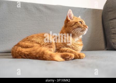 Ruhige rote Katze liegt auf dem Sofa und schaut mit aufmerksamen Augen zur Seite, Porträt eines süßen Haustiers. Konzept von lustigen und süßen Katzen. Stockfoto