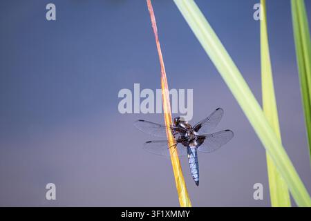 Breitkörperiger Jäger, Libellula depressa, Männchen nutzt ein Schilfrohr in einem Gartenteich als Aussichtspunkt, Juni Stockfoto