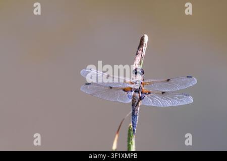 Vierfleckige Bachjungfer Libellula quadrimaculata, die auf einem Schilfstiel über einem Wildtierteich ruht, Garten, Juni Stockfoto