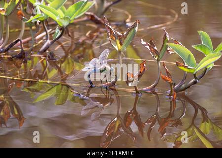 Südliche Heuschrecke Aeshna cyanea, die ihre Eier in einem Wildtierteich im Garten ablegt, Juni Stockfoto