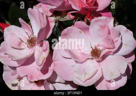 Büschel weicher rosa Blüten, Strauchrose, goldene Staubblätter (Strauchrose, Clair-Matin) (Makro, Nahaufnahme, atemberaubend, starkes Sonnenlicht) Stockfoto
