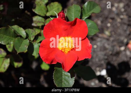 einzelne Rosenblüte, samtrote karmesinrote Blüte, hellgelber Mittelpunkt, glänzendes dunkelgrünes Laub (Flower-Carpet-Red-Rose, Rosa-Noare) (Makro, Nahaufnahme Stockfoto