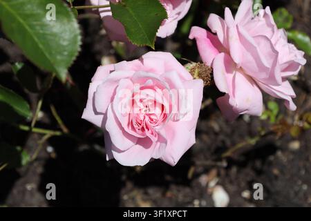hellrosa mehrblättrige Rose, glänzendes grünes Laub (Pretty-Polly, Mother's-Love) (Makro, Nahaufnahme, atemberaubend, starkes Sonnenlicht) Stockfoto