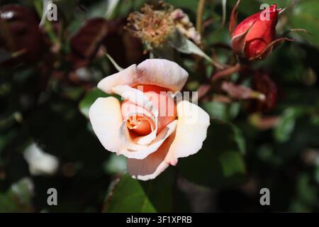 einzelne buff-rosa Strauchrose, große rote Knospe, sattgrünes Laub (Perle-d'Or) (Makro, Nahaufnahme, atemberaubend, starkes Sonnenlicht) Stockfoto