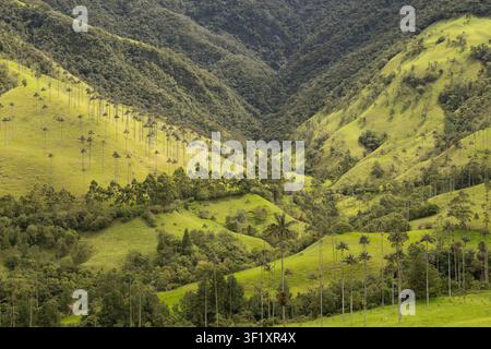 Pittoreske Landschaft des Cocora-Tals mit ikonischen Wachspalmen, üppigen Nebelwäldern und der spektakulären Schönheit der kolumbianischen Anden. Stockfoto