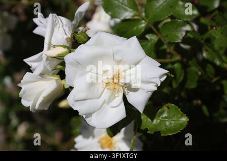 weiße Rose, halbdoppelte Blüten, auffällige gelbe Staubblätter, glänzendes grünes Laub (Flower-Carpet-White) (Makro, Nahaufnahme, atemberaubend, starkes Sonnenlicht) Stockfoto