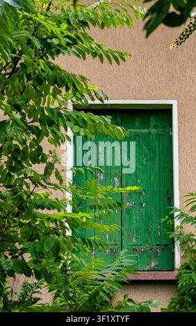 Fenster mit grünen Fensterläden, eingerahmt von Sommerlaub in Norditalien Stockfoto