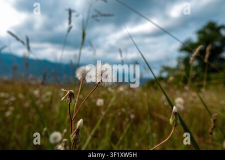 Löwenzahn-Samenköpfe, die auf einer Wiese unter dramatischen Wolken wachsen Stockfoto