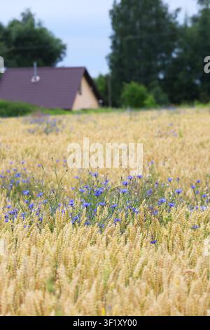 Kornblumen auf dem Feld Vertikales Format Stockfoto