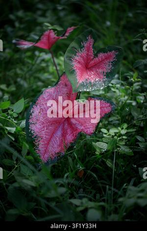 Caladium-bicolor-Blätter haben lebhafte Farben und ausgeprägte Adernmuster Stockfoto