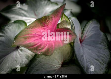 Nahaufnahme von farbenfrohem Calathea-Blattwerk mit rot-grünem Kontrast Stockfoto