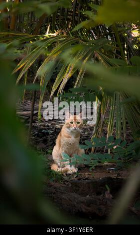 Schöne rote Katze sitzt in einem tropischen Garten unter Palmen Stockfoto
