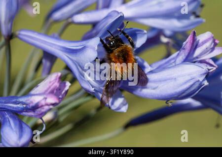 Eine flauschige braun-schwarze Biene mit sichtbaren Beinen und dunklen Flügeln auf einem Büschel blau-violetter Blüten vor einem grünen Hintergrund in einem Garten Stockfoto