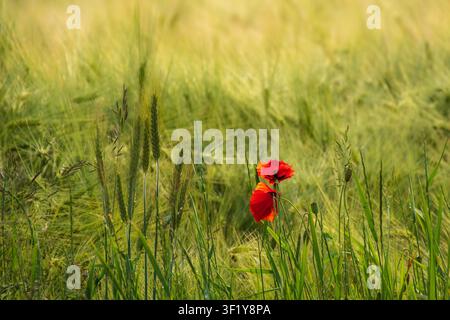 Ein Paar leuchtend rote Mohnblumen blühen am Rand eines üppigen grünen Getreidefeldes auf dem Land. Stockfoto
