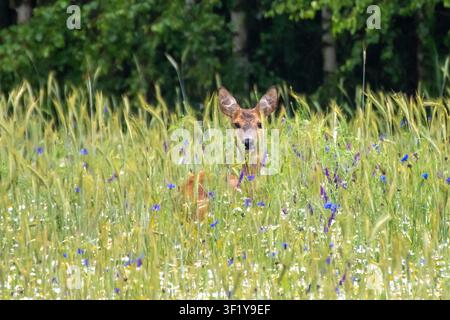 Ein wilder Rehbock, der sich in einem üppigen grünen Getreidefeld versteckt und zwischen wunderschönen blauen Kornblumen hervorspäht. Stockfoto