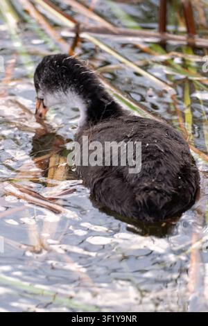 Junges eurasisches Blässhuhn schwimmt zwischen Schilf und Wasserpflanzen in einem natürlichen Süßwasser-Sumpfhabitat Stockfoto