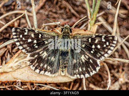 Kleine Schachbrettfalter, der auf trockenem Boden mit Schmetterling ruht Stockfoto