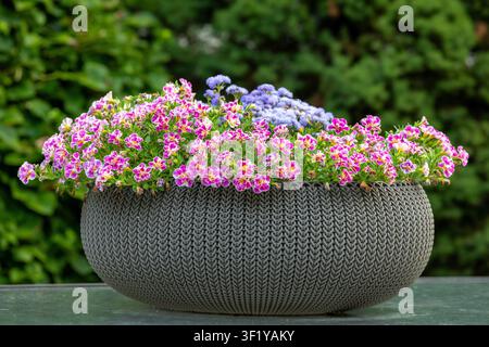 Topfpflanzen mit rosa Petunienblüten in einem geflochtenen Korb auf dem Tisch Stockfoto