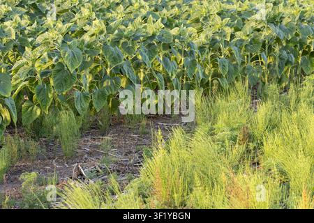 Eine detaillierte Nahaufnahme von jungen Helianthus annuus-Pflanzen, die in Reihen wachsen und stark mit verschiedenen Unkräutern und Schachtelhalm überwuchert sind, die nur minimal zeigen Stockfoto