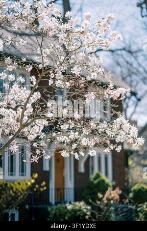 Magnolienblüten vor einem Backsteinhaus im Frühling Stockfoto