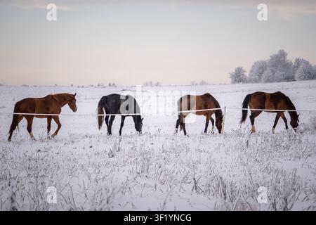 Vier Pferde grasen in einer Reihe hinter einem gefrorenen Zaun auf einer verschneiten Winterweide, friedliche ländliche Atmosphäre, langsamer Lebensrhythmus und ruhige Widerstandsfähigkeit in der Kälte Stockfoto