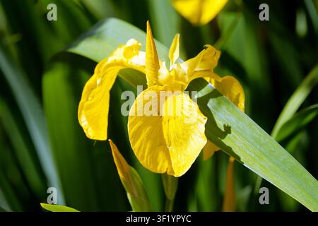 Gelbe Flagge, gelbe Iris, Wasserfahne, Sumpf-Schwertlilie, Gelbe Schwertlilie oder Wasser-Schwertlilie, Iris des marais, Iris pseudacorus, Ungarn Stockfoto