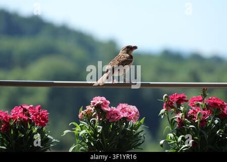 Kleiner Hausspatz, brauner Vogel, der auf einem horizontalen Metallgeländer sitzt, mit lebhaftem natürlichem Hintergrund und rosa und roten Blumen unten Stockfoto