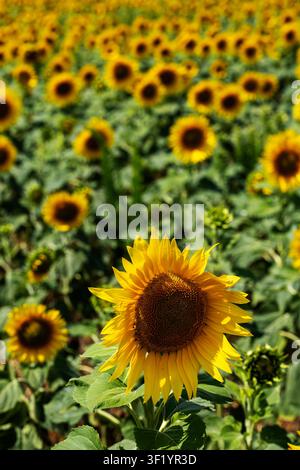 Sonnenblumenfeld (Helianthus annuus) in voller Blüte, das im Frühsommer in Brandenburg, Deutschland, zu finden ist Stockfoto
