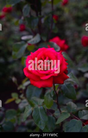 Rote Rose blüht in einem Garten mit dunklem Hintergrund Stockfoto