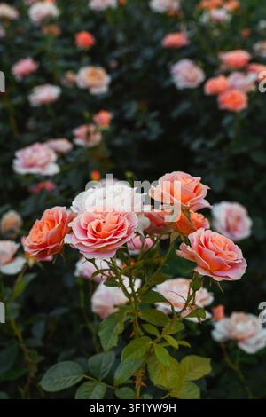 Pfirsichrosa Rosen blühen in einem Garten mit weichem Bokeh Stockfoto