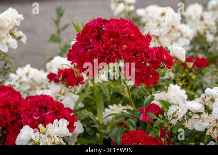 Lebendige rote und weiße Rosen blühen in einem Sommergarten Stockfoto