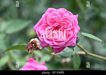 Pink Garden Rose blüht in Boquete, Panama Stockfoto