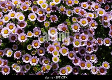 Erigeron glaucus Meeresdistel Stockfoto