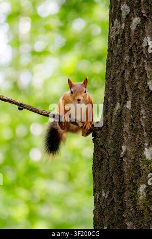 Neugieriges Eurasisches Rotwiesel (Sciurus vulgaris) nimmt direkten Augenkontakt auf, während es auf einem Ast in einem europäischen Wald balanciert. Stockfoto