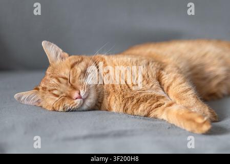 Schlafiger roter Kater liegt ausgestreckt auf grauer Decke, kuscheliges Haustier mit Pfoten im Nahaufnahme friedlich dösend. Stockfoto