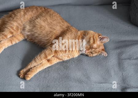 Schlafiger roter Kater liegt ausgestreckt auf grauer Decke, kuscheliges Haustier mit Pfoten im Nahaufnahme friedlich dösend. Stockfoto