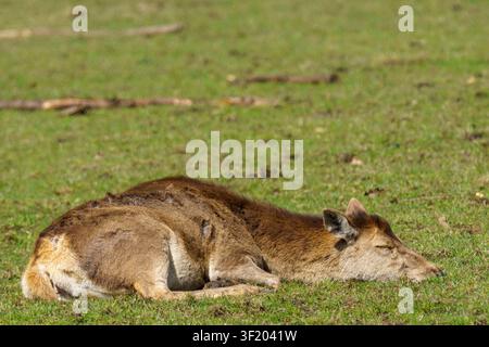 Eine horizontale Nahaufnahme-Wildtierfotografie eines weiblichen Rothirsch-Hindes, der wachsam auf einer grasbewachsenen Weide liegt Stockfoto