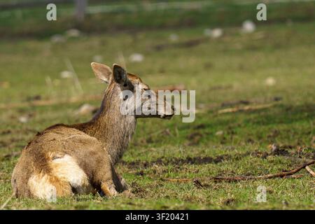 Eine horizontale Nahaufnahme-Wildtierfotografie eines weiblichen Rothirsch-Hindes, der wachsam auf einer grasbewachsenen Weide liegt Stockfoto