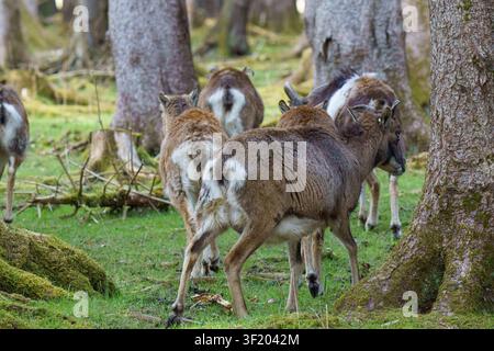 Eine horizontale Nahaufnahme-Wildtierfotografie einer Herde europäischer Mufflons, die durch einen grünen, moosigen Fichtenwald in Wien rennt. Stockfoto