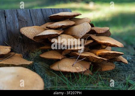 Braune Pilze wachsen dicht auf einem verwitterten Baumstumpf. Weiches Sonnenlicht scheint durch den grasbewachsenen Hintergrund. Natürliche Waldszene wirkt friedlich und unberührt Stockfoto