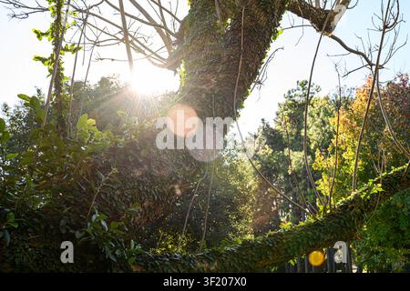Sonnenlicht dringt durch verwickelte Äste und wirft goldene Strahlen. Ranken klammern sich an uralte Baumrinde, üppig und grün. Blätter leuchten in Herbsttönen, vermischend Stockfoto