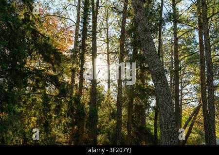 Sonnenlicht dringt durch hohe Kiefern. Blätter leuchten in goldenen Herbsttönen. Natürliche Waldszene, ruhig und gelassen. Ideal für Natur, Ruhe Stockfoto