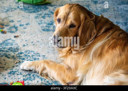 Ein Golden Retriever ruht ruhig auf einem gemusterten Teppich im Innenraum, Pfote ausgestreckt, umherliegende Spielzeuge und Puzzleteile im Hintergrund. Stockfoto