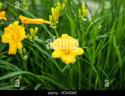 Zwei gelbe Taglilienblüten (Hemerocallis) mit Regentropfen und aufbrechenden Knospen vor üppigem grünen Laub; helle Sommerblüte in einem Garten in Minnesota. Stockfoto