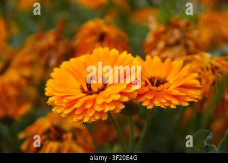 Makroaufnahme von leuchtend orangefarbenen Ringelblumen (Calendula officinalis), die im Frühjahr in einem üppigen Gartenbeet blühen. Stockfoto