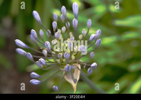 Makroaufnahme von lila Agapanthus-Blütenknospen (Lilie des Nils), die sich in einer sonnigen Gartenumgebung zur Blüte bereit machen. Stockfoto